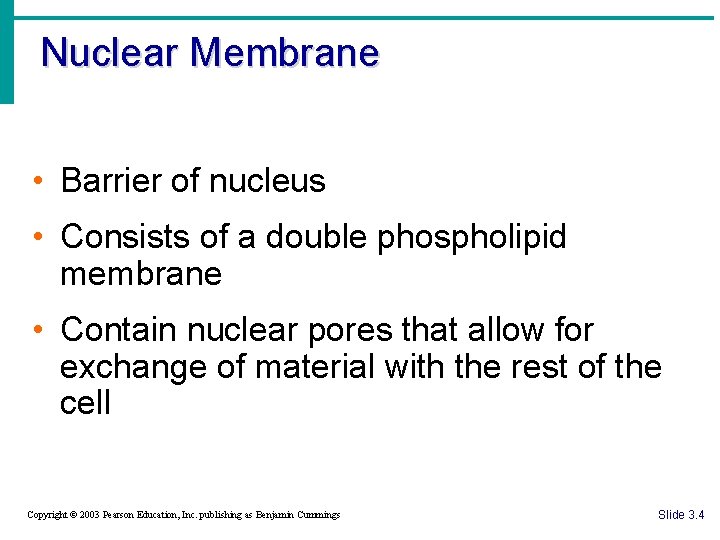 Nuclear Membrane • Barrier of nucleus • Consists of a double phospholipid membrane •