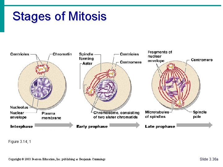 Stages of Mitosis Figure 3. 14; 1 Copyright © 2003 Pearson Education, Inc. publishing