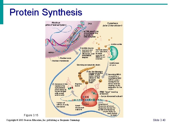 Protein Synthesis Figure 3. 15 Copyright © 2003 Pearson Education, Inc. publishing as Benjamin