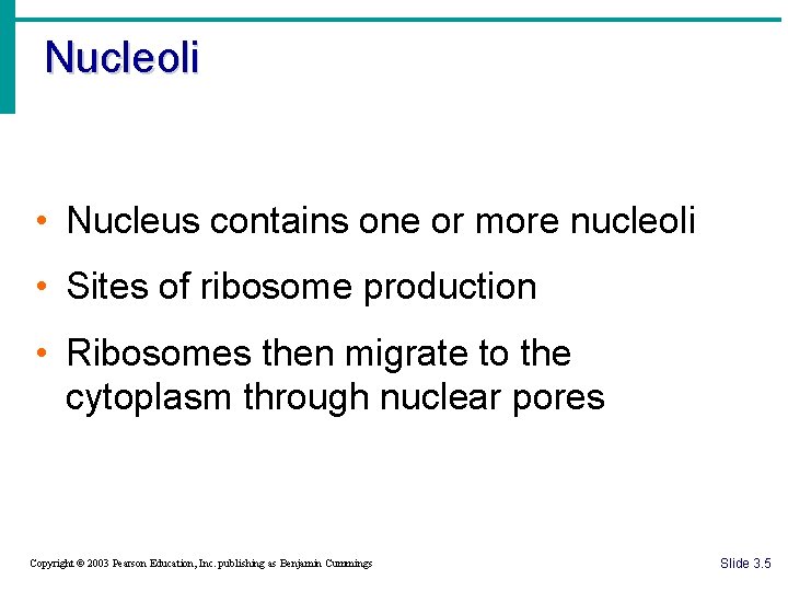 Nucleoli • Nucleus contains one or more nucleoli • Sites of ribosome production •