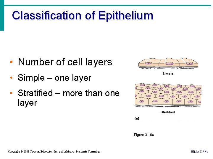 Classification of Epithelium • Number of cell layers • Simple – one layer •