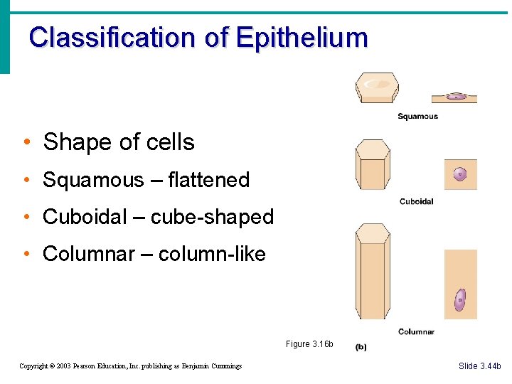 Classification of Epithelium • Shape of cells • Squamous – flattened • Cuboidal –