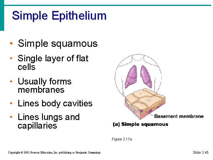 Simple Epithelium • Simple squamous • Single layer of flat cells • Usually forms