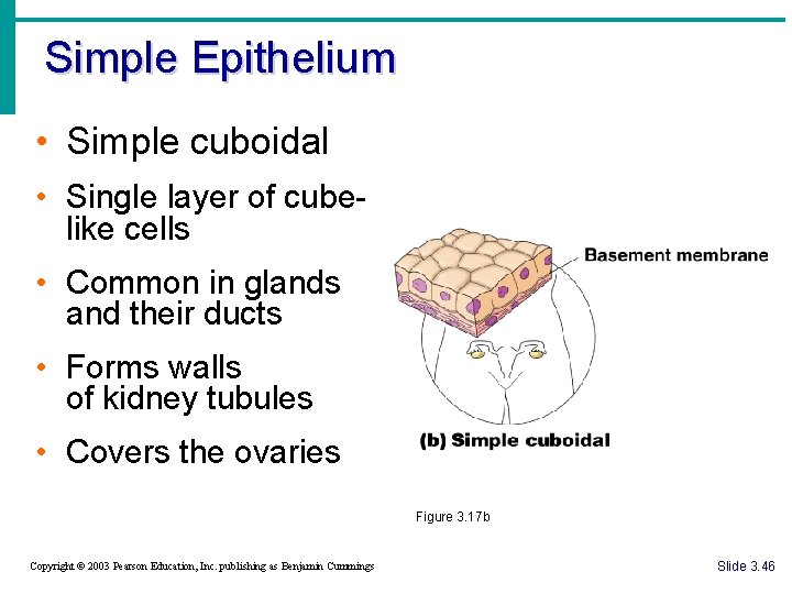 Simple Epithelium • Simple cuboidal • Single layer of cubelike cells • Common in