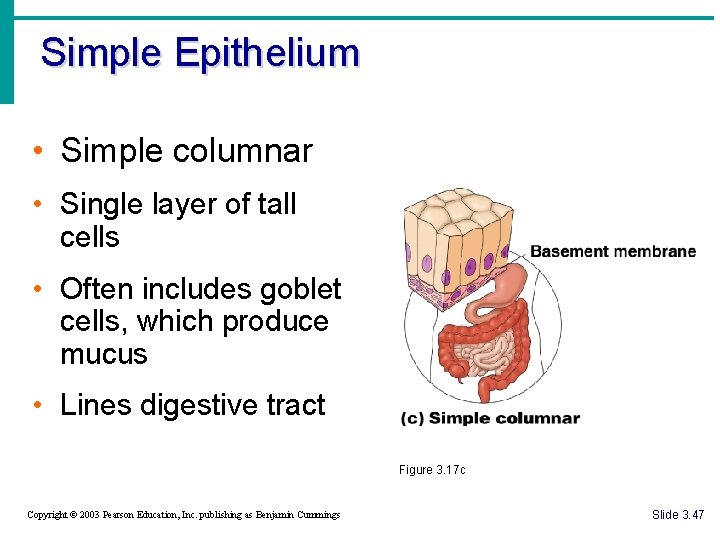 Simple Epithelium • Simple columnar • Single layer of tall cells • Often includes