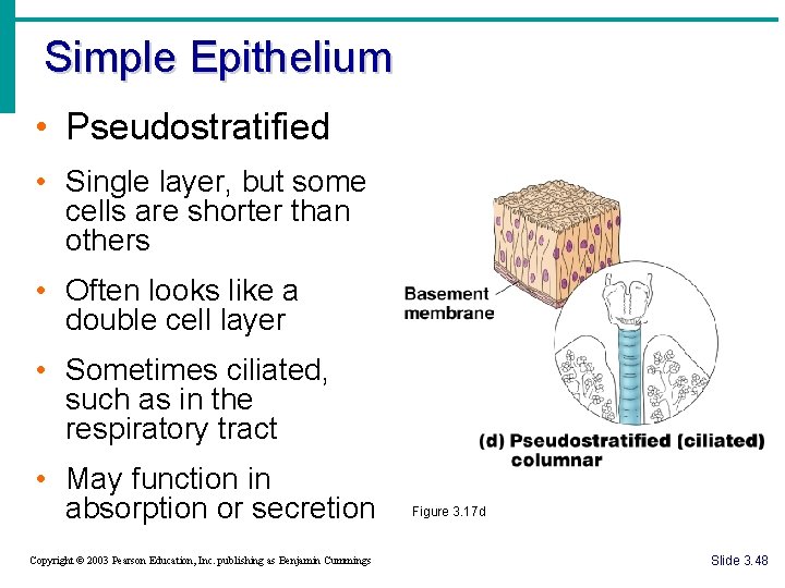 Simple Epithelium • Pseudostratified • Single layer, but some cells are shorter than others