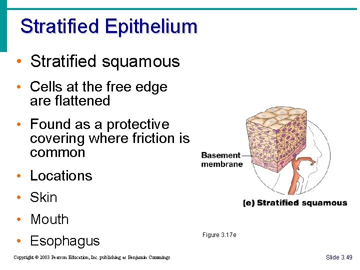 Stratified Epithelium • Stratified squamous • Cells at the free edge are flattened •