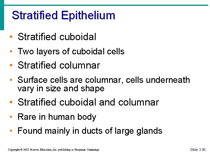 Stratified Epithelium • Stratified cuboidal • Two layers of cuboidal cells • Stratified columnar