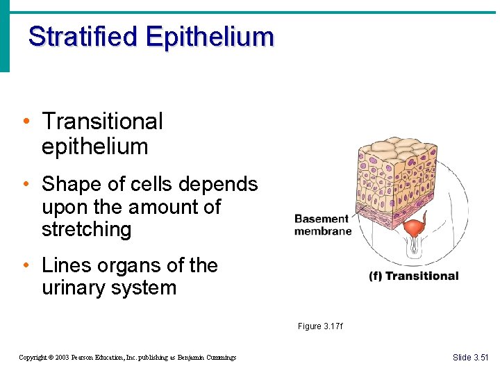 Stratified Epithelium • Transitional epithelium • Shape of cells depends upon the amount of