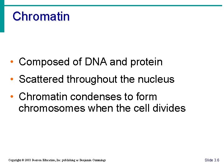 Chromatin • Composed of DNA and protein • Scattered throughout the nucleus • Chromatin