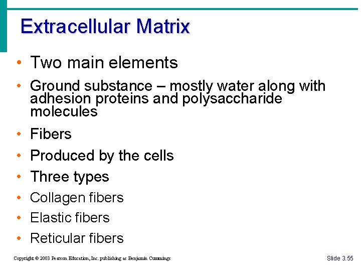 Extracellular Matrix • Two main elements • Ground substance – mostly water along with