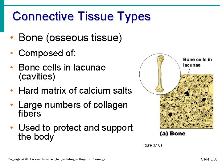 Connective Tissue Types • Bone (osseous tissue) • Composed of: • Bone cells in