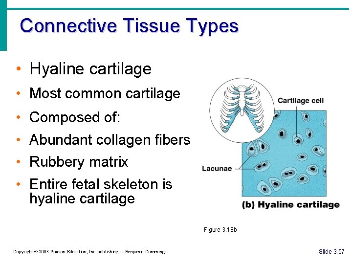 Connective Tissue Types • Hyaline cartilage • Most common cartilage • Composed of: •