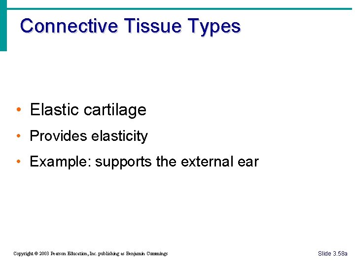 Connective Tissue Types • Elastic cartilage • Provides elasticity • Example: supports the external