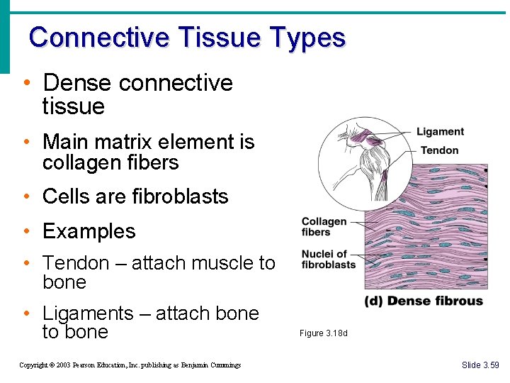 Connective Tissue Types • Dense connective tissue • Main matrix element is collagen fibers