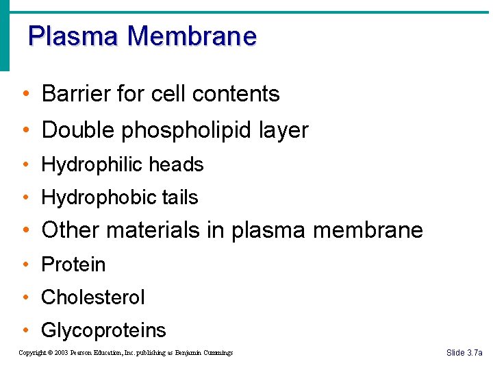 Plasma Membrane • Barrier for cell contents • Double phospholipid layer • Hydrophilic heads