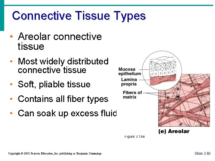 Connective Tissue Types • Areolar connective tissue • Most widely distributed connective tissue •