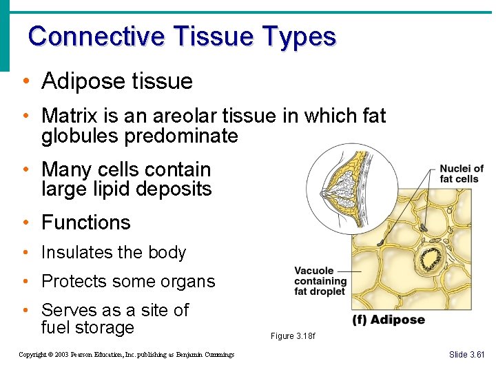 Connective Tissue Types • Adipose tissue • Matrix is an areolar tissue in which