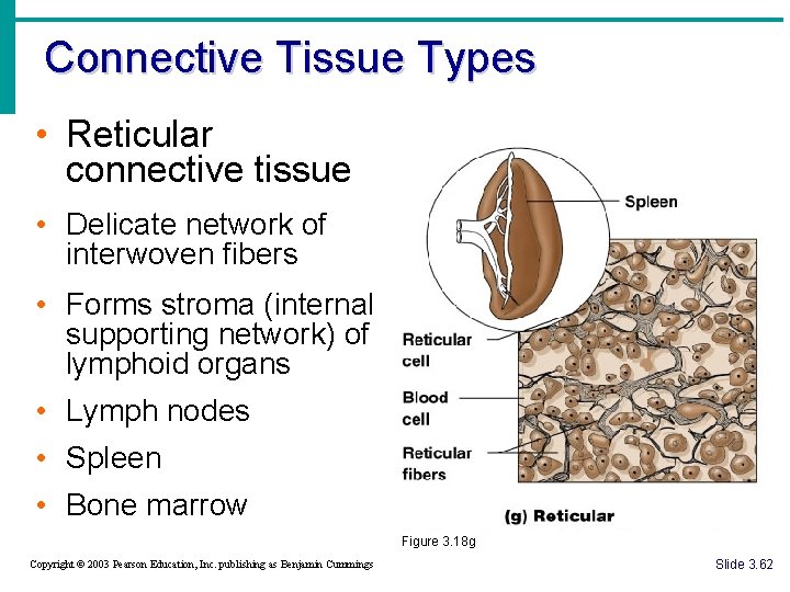 Connective Tissue Types • Reticular connective tissue • Delicate network of interwoven fibers •