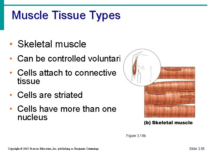 Muscle Tissue Types • Skeletal muscle • Can be controlled voluntarily • Cells attach