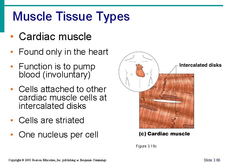 Muscle Tissue Types • Cardiac muscle • Found only in the heart • Function