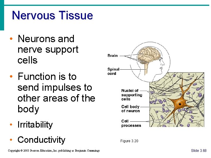 Nervous Tissue • Neurons and nerve support cells • Function is to send impulses