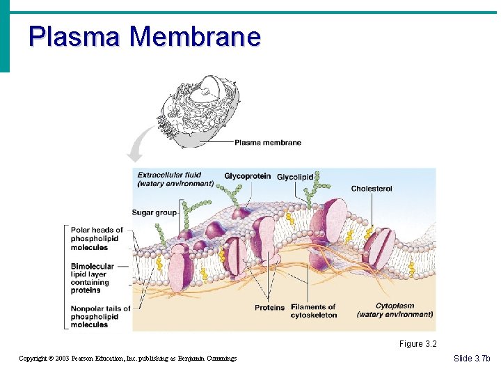 Plasma Membrane Figure 3. 2 Copyright © 2003 Pearson Education, Inc. publishing as Benjamin