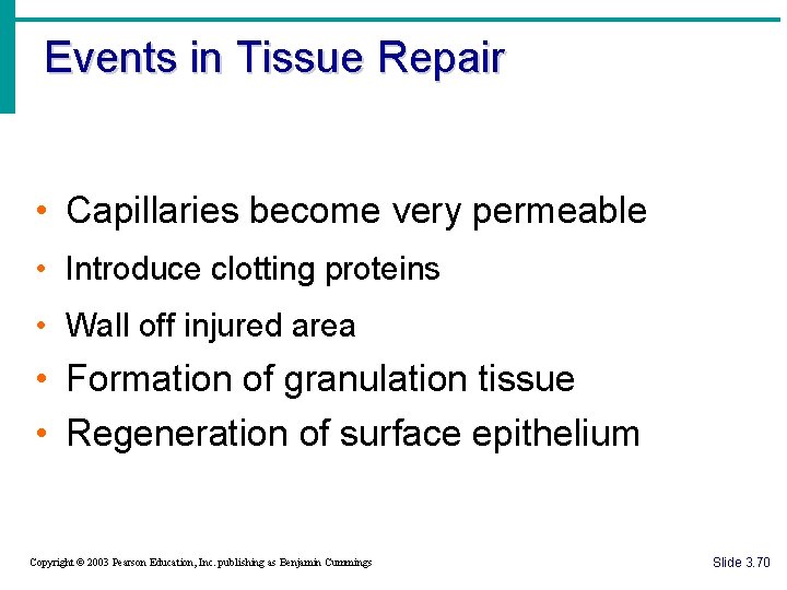 Events in Tissue Repair • Capillaries become very permeable • Introduce clotting proteins •