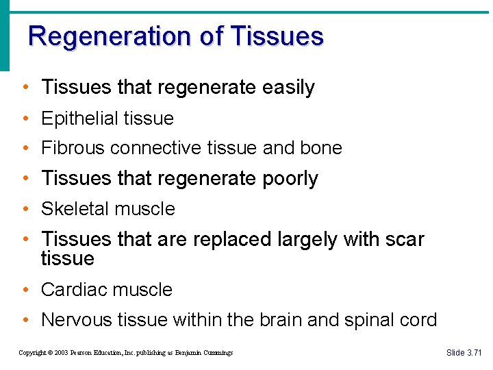 Regeneration of Tissues • Tissues that regenerate easily • Epithelial tissue • Fibrous connective