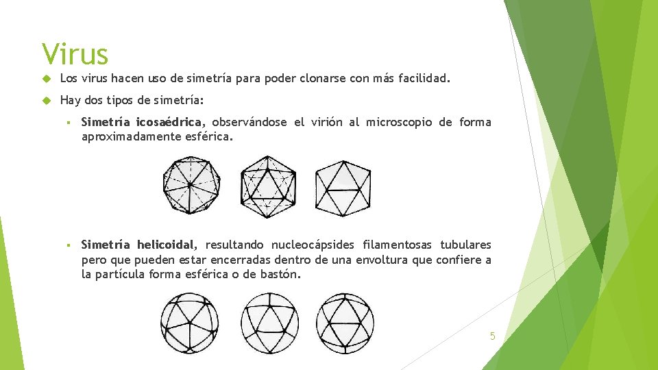 Virus Los virus hacen uso de simetría para poder clonarse con más facilidad. Hay Virus Los virus hacen uso de simetría para poder clonarse con más facilidad. Hay