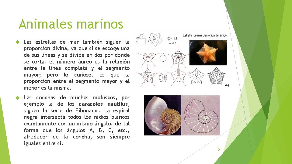 Animales marinos Las estrellas de mar también siguen la proporción divina, ya que si Animales marinos Las estrellas de mar también siguen la proporción divina, ya que si