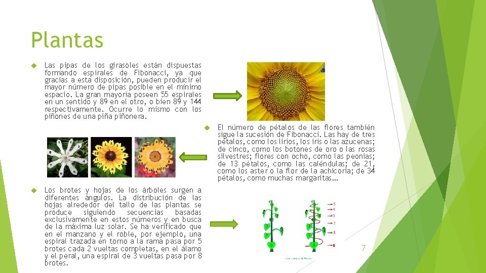 Plantas Las pipas de los girasoles están dispuestas formando espirales de Fibonacci, ya que Plantas Las pipas de los girasoles están dispuestas formando espirales de Fibonacci, ya que