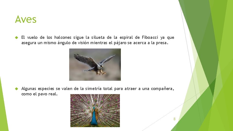 Aves El vuelo de los halcones sigue la silueta de la espiral de Fiboacci Aves El vuelo de los halcones sigue la silueta de la espiral de Fiboacci