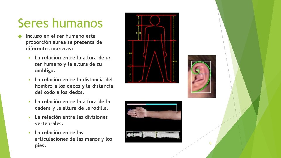Seres humanos Incluso en el ser humano esta proporción áurea se presenta de diferentes Seres humanos Incluso en el ser humano esta proporción áurea se presenta de diferentes
