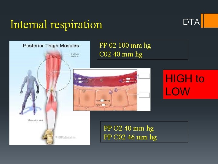 DTA Internal respiration PP 02 100 mm hg C 02 40 mm hg PP