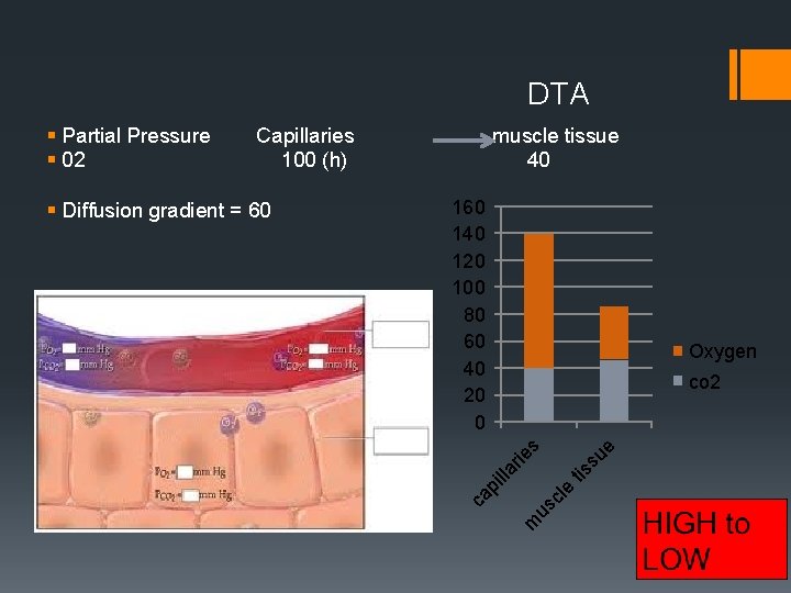 DTA Capillaries 100 (h) 160 140 120 100 80 60 40 20 0 Oxygen