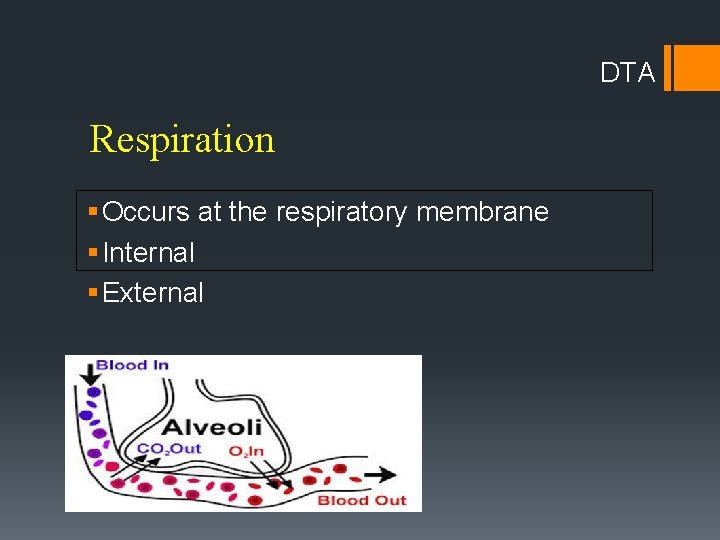 DTA Respiration § Occurs at the respiratory membrane § Internal § External 
