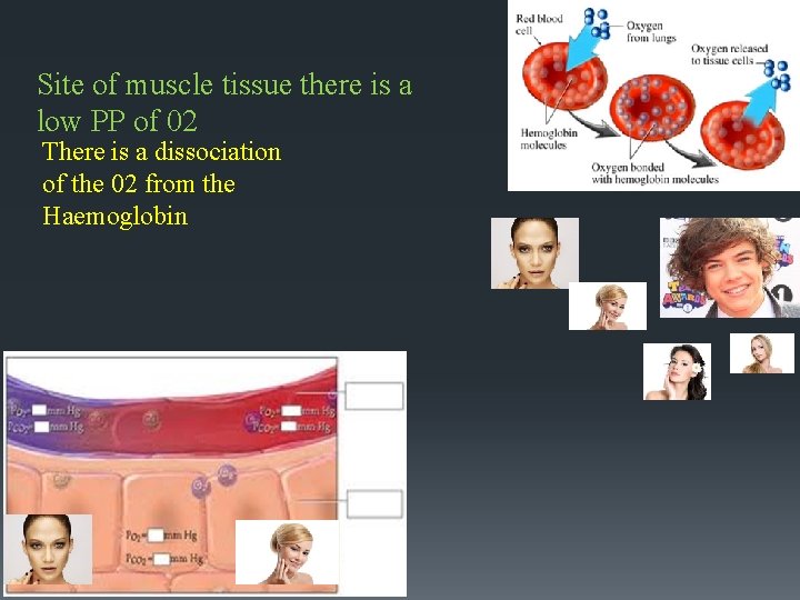 Site of muscle tissue there is a low PP of 02 There is a