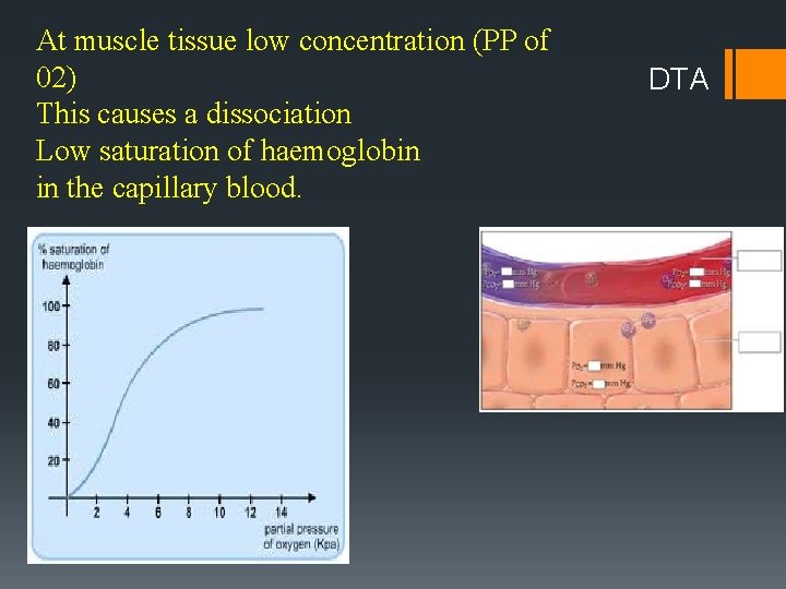 At muscle tissue low concentration (PP of 02) This causes a dissociation Low saturation