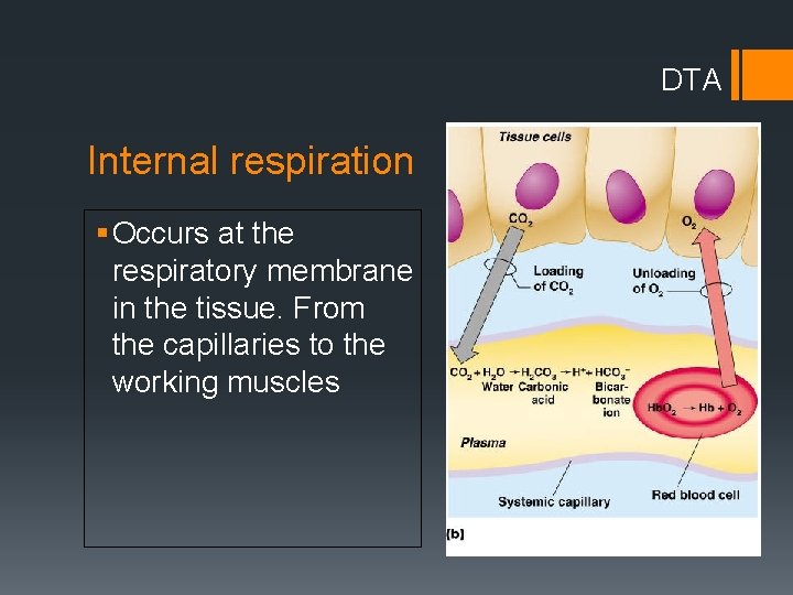 DTA Internal respiration § Occurs at the respiratory membrane in the tissue. From the