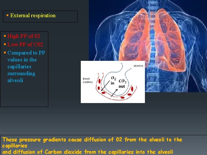 § External respiration DTA § High PP of 02 § Low PP of C
