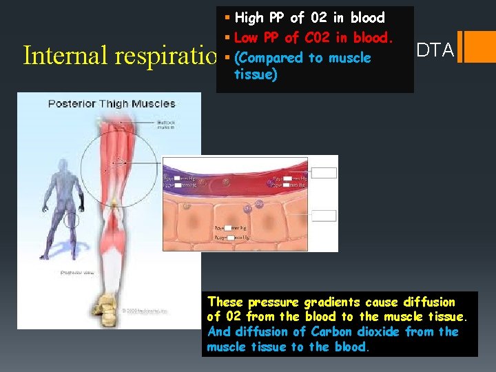 § High PP of 02 in blood § Low PP of C 02 in