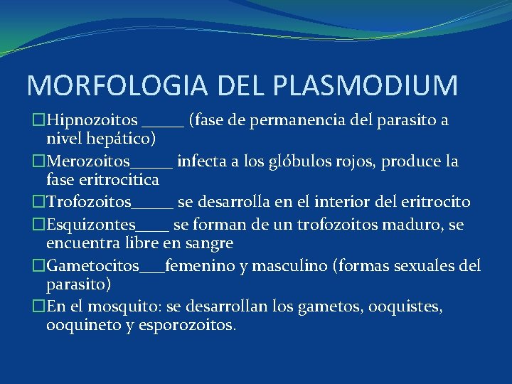 MORFOLOGIA DEL PLASMODIUM �Hipnozoitos _____ (fase de permanencia del parasito a nivel hepático) �Merozoitos_____