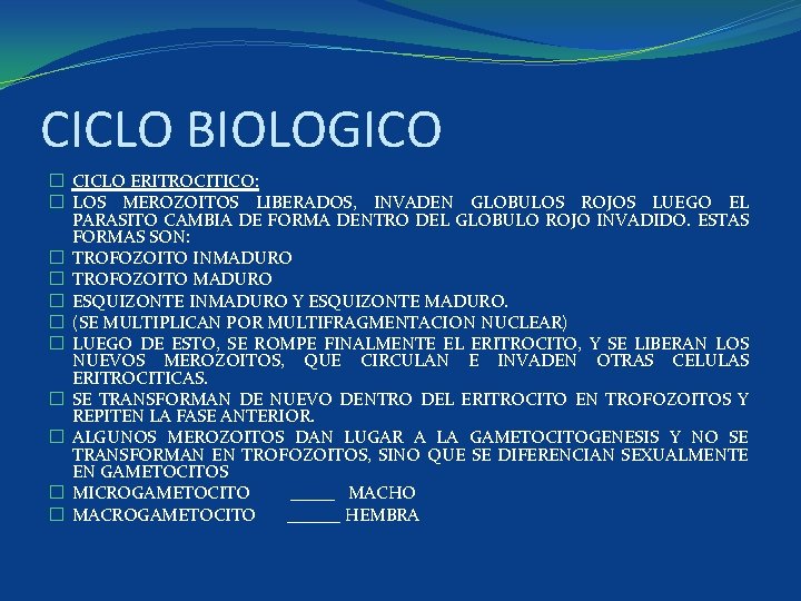 CICLO BIOLOGICO � CICLO ERITROCITICO: � LOS MEROZOITOS LIBERADOS, INVADEN GLOBULOS ROJOS LUEGO EL