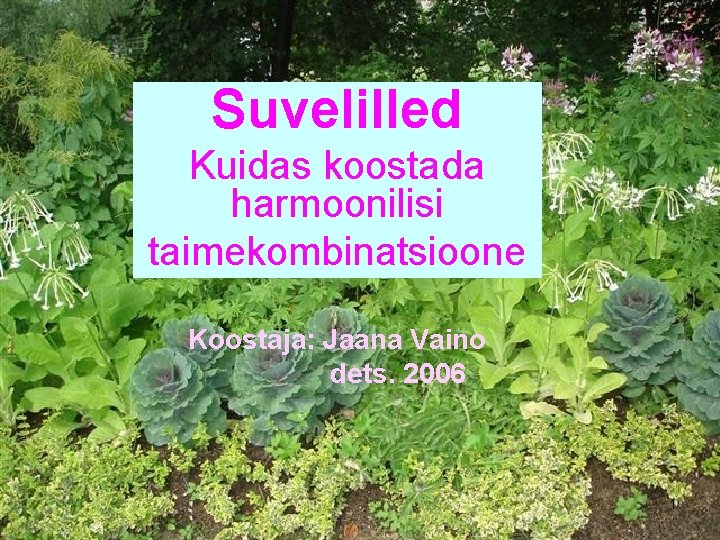 Suvelilled Kuidas koostada harmoonilisi taimekombinatsioone Koostaja: Jaana Vaino dets. 2006 1 