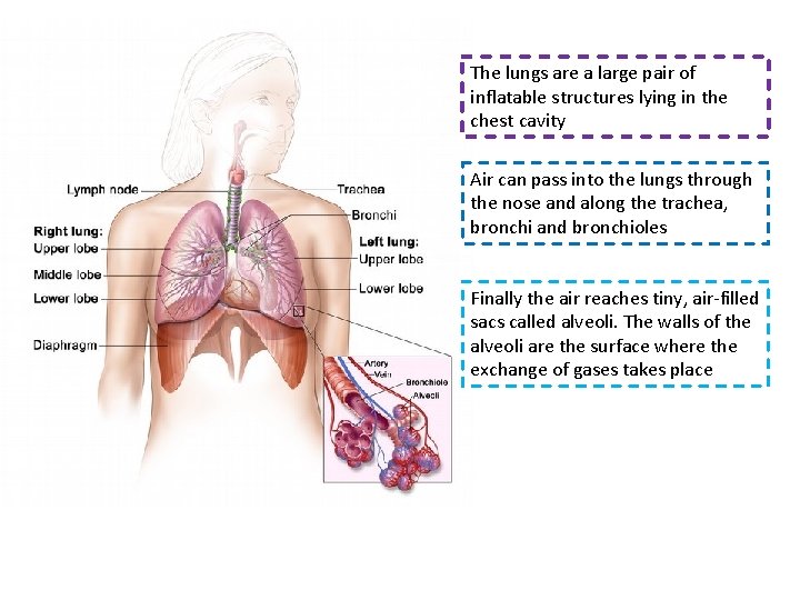 The lungs are a large pair of inflatable structures lying in the chest cavity