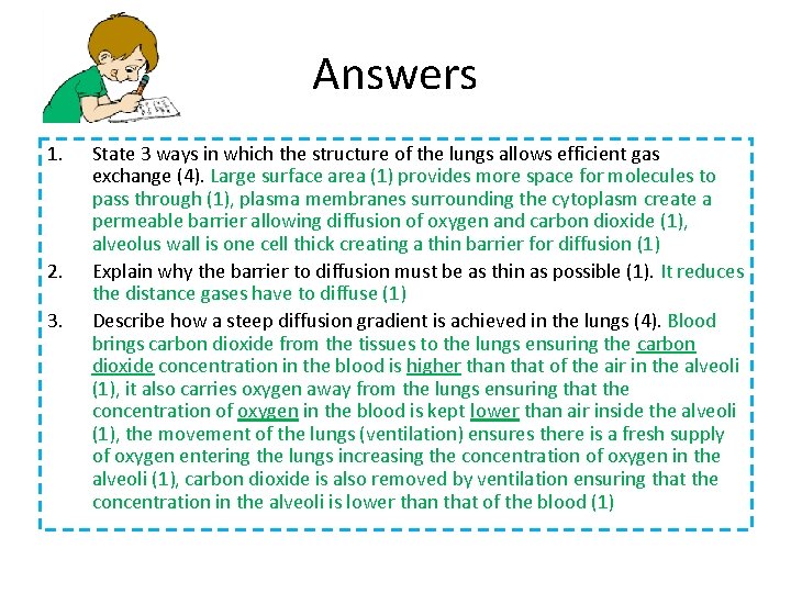 Answers 1. 2. 3. State 3 ways in which the structure of the lungs