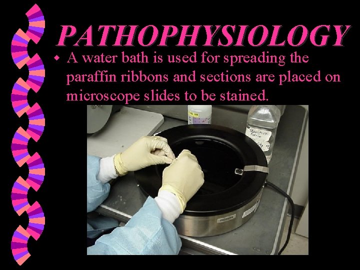 PATHOPHYSIOLOGY w A water bath is used for spreading the paraffin ribbons and sections
