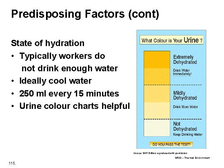 Predisposing Factors (cont) State of hydration • Typically workers do not drink enough water