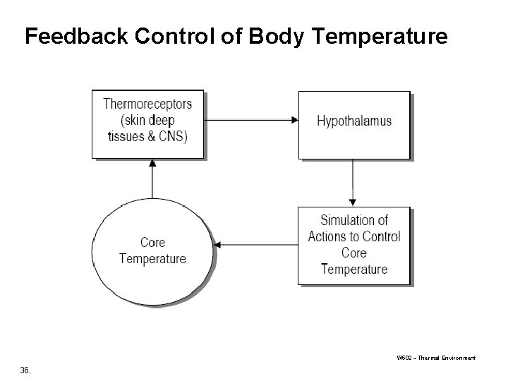 Feedback Control of Body Temperature W 502 – Thermal Environment 36. 